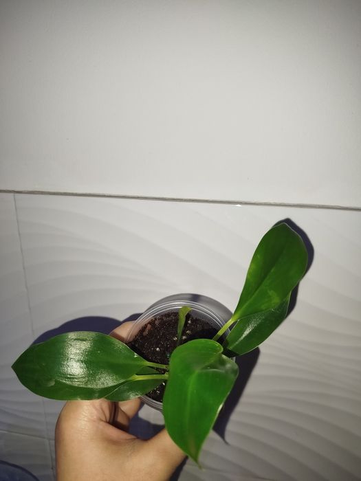 Feladendron birkin detkasi