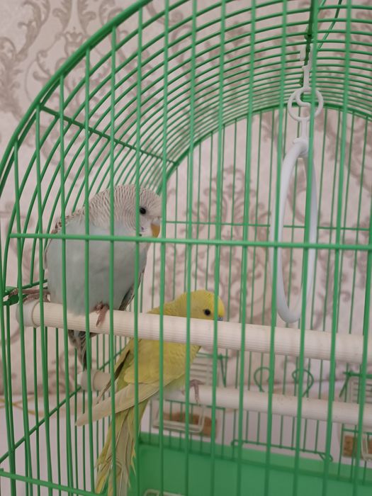Попугай с клеткой
