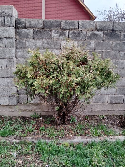 Туя продам или обмен