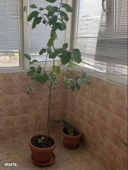 Rahova Petre Ispirescu 3 Camere De Vanzare Centrala  Bloc Reabilitat