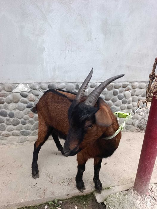 Vând iedita la prima fatare