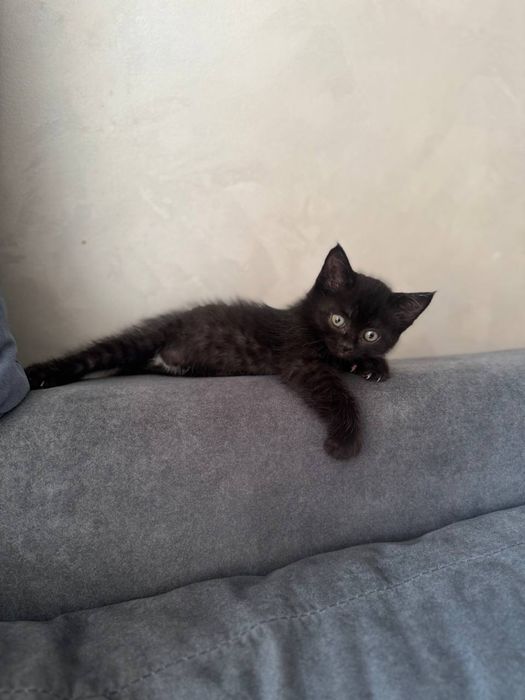 Котенок в добрые руки