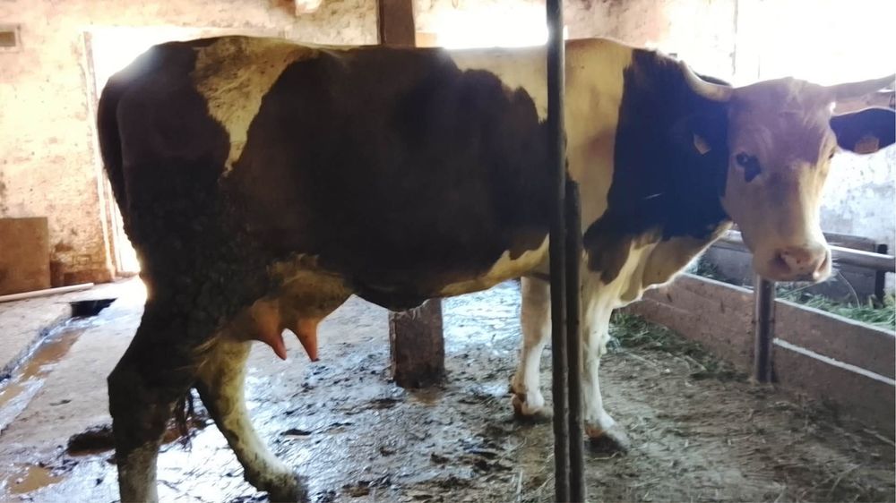 Vaca cu vitea de vanzare