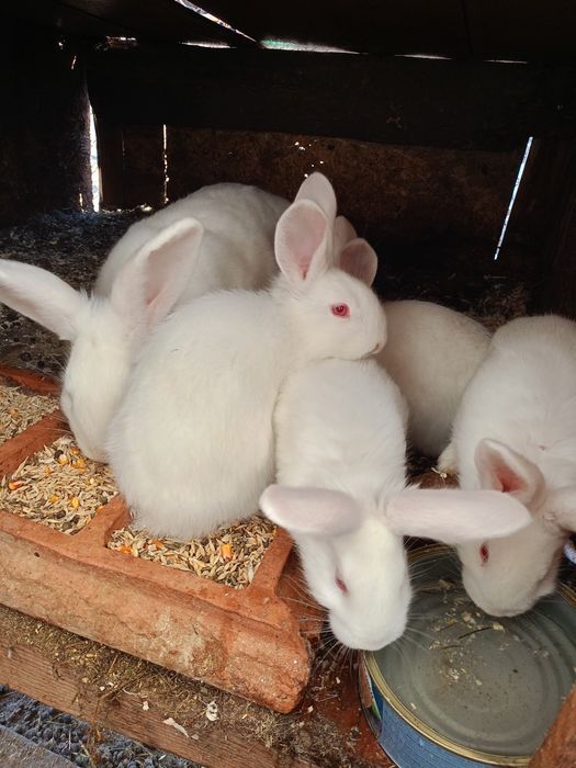 Iepurași de rasă Californian și alb de Panonia