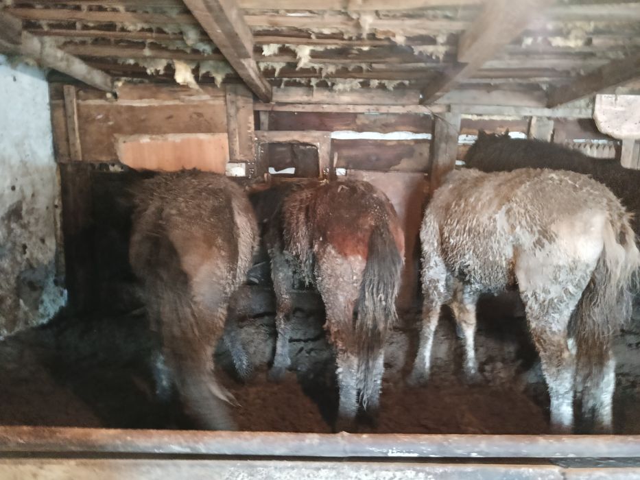 Жабағы сатылады.