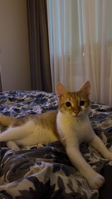 Motănel spre adopție