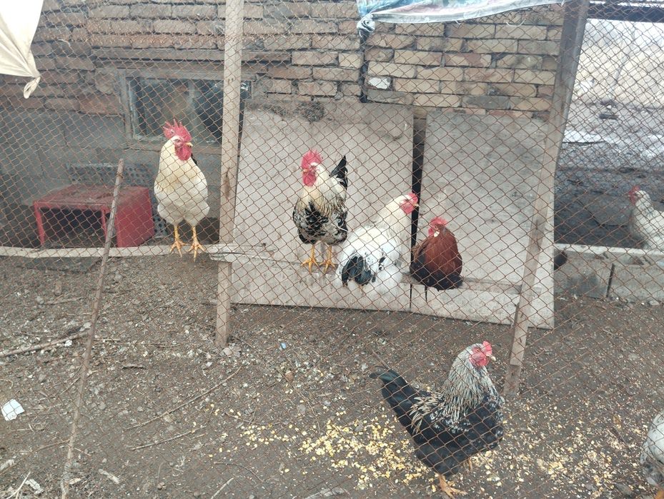 Продам петухов разные
