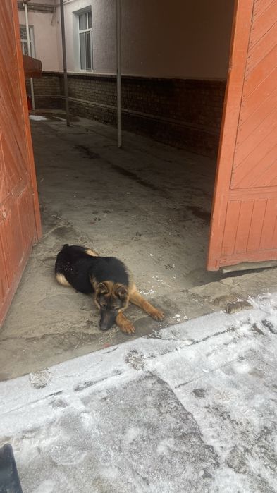 Таза Овчарка неміс 6 айлық