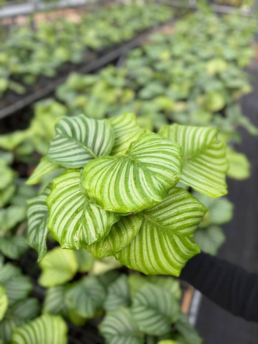 Xona o'simliklari Yashil Zamin