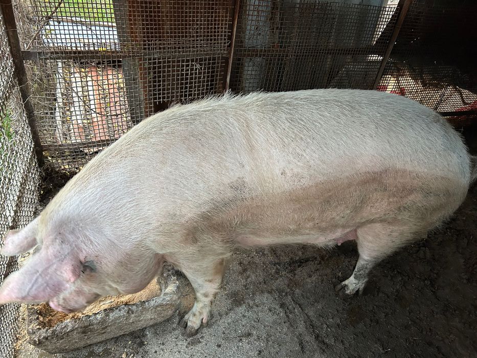 Прасе 250-300кг Дупница