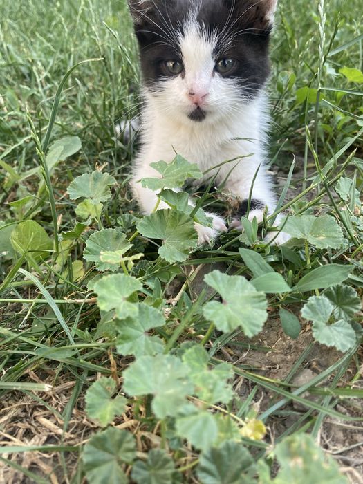 Отдам бесплатно кота.