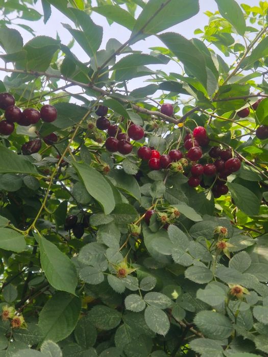 Вишня. Шымкент.