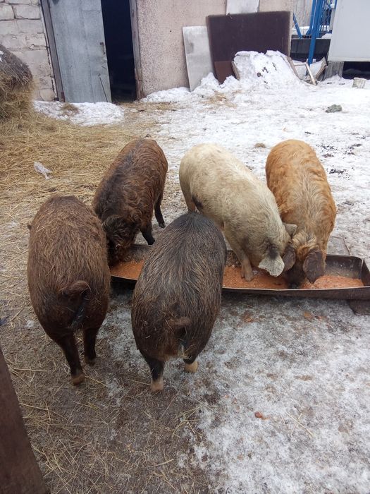 Продам или Обмен на машину!