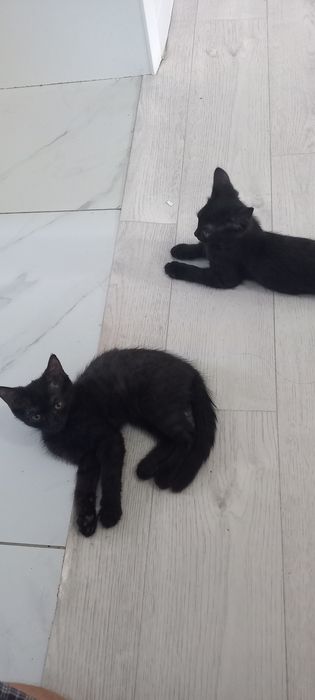 Отдам в добрые руки. Котята.