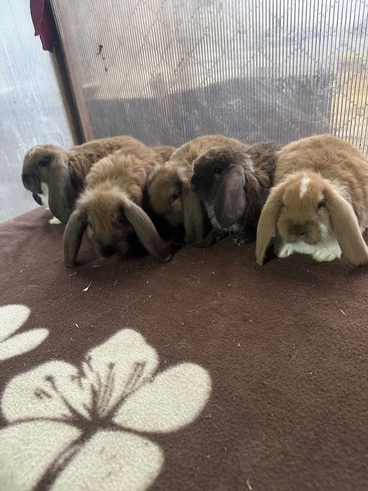 Iepuri berbec german