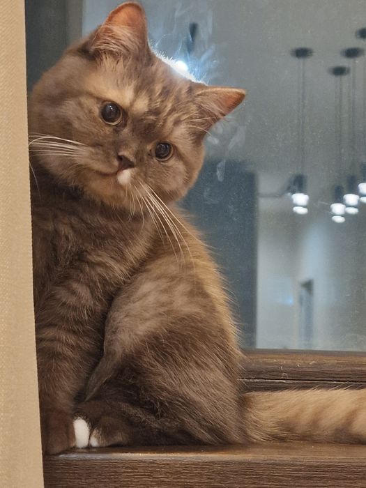 Породистый Британский кот