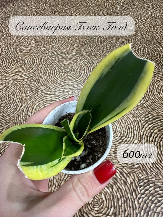 Комнатные растения