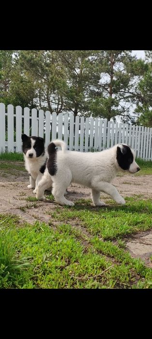 Щенки русско-европейской лайки