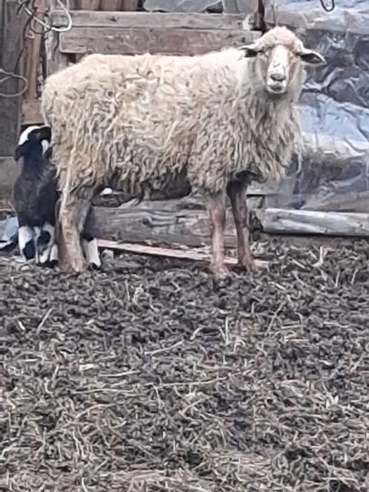 Vand 4 oi fătate tinere  si 2 carlani