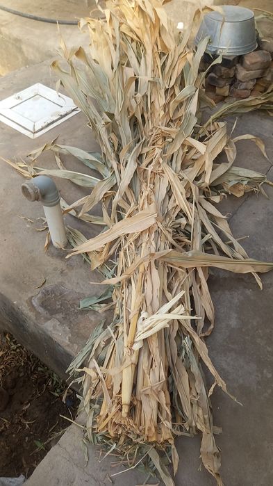 4chi urim beda makka 1 oy buldi