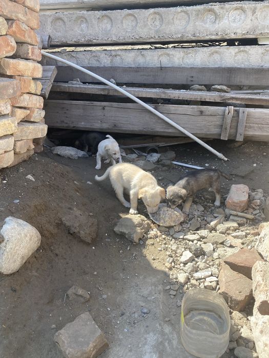 Отдам щенков в добрые руки