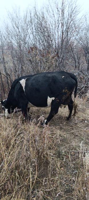 Ту сиырлар (коровы)