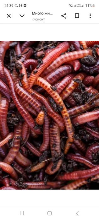 Продам Колефорнийских червей