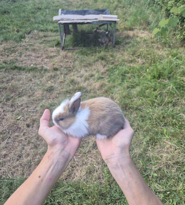 Pui iepurași cap de leu