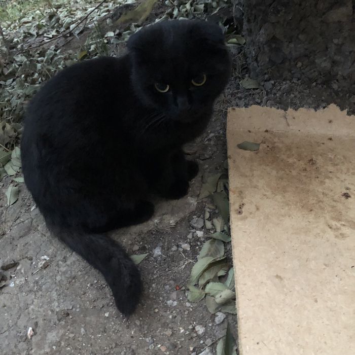 Животные. Кошки.