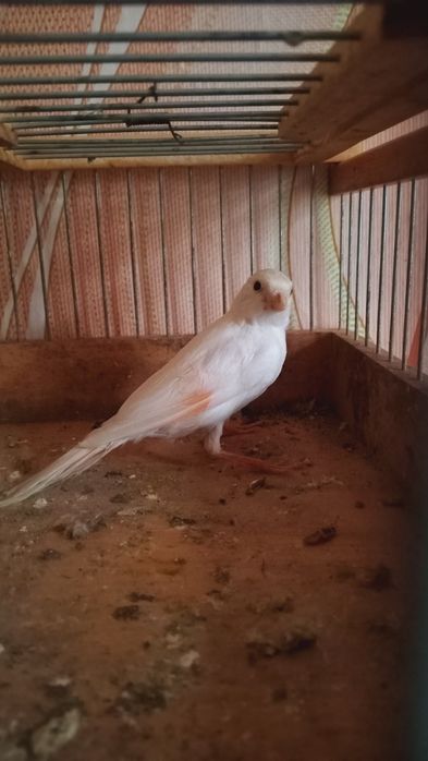 Канарейка кенар белый