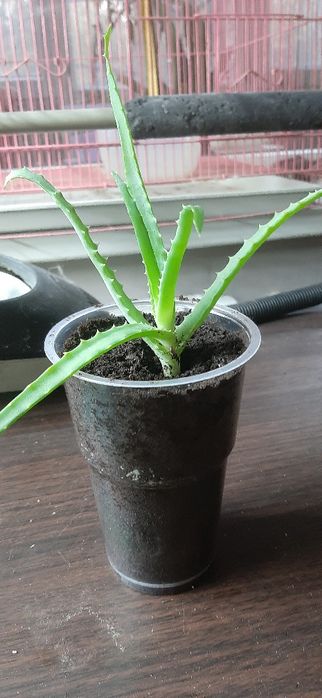 Алоэ, паста цитокининовая