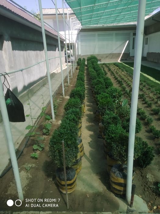 Шамшот кочатлари сотилади оптом ва донага