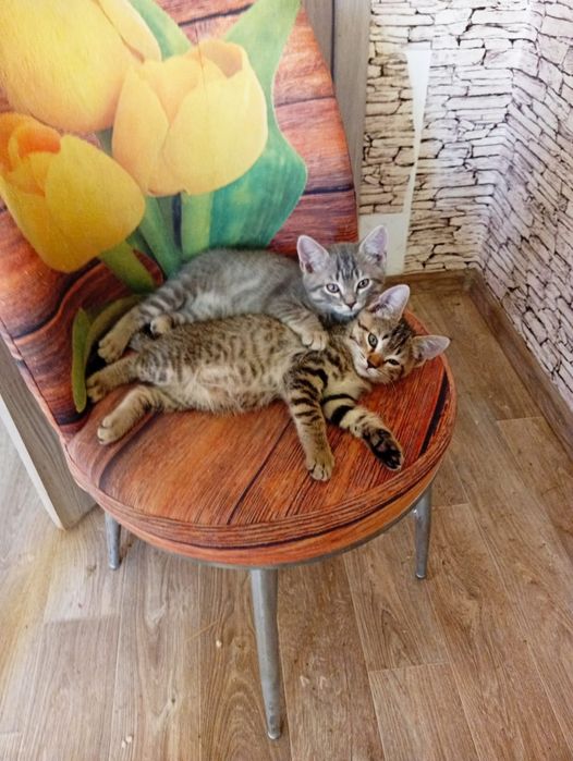 Отдам в добрые руки котят