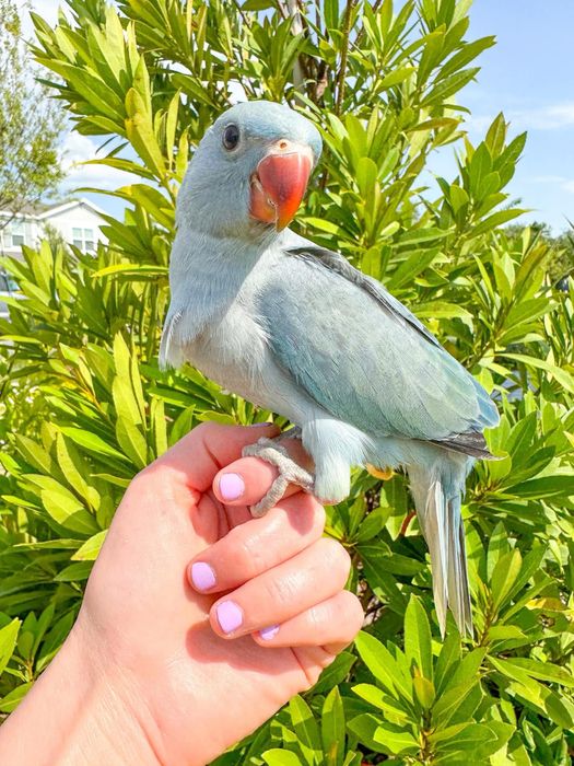 Papagali vorbitori Micul Alexandru pui crescuti la mana Alexander