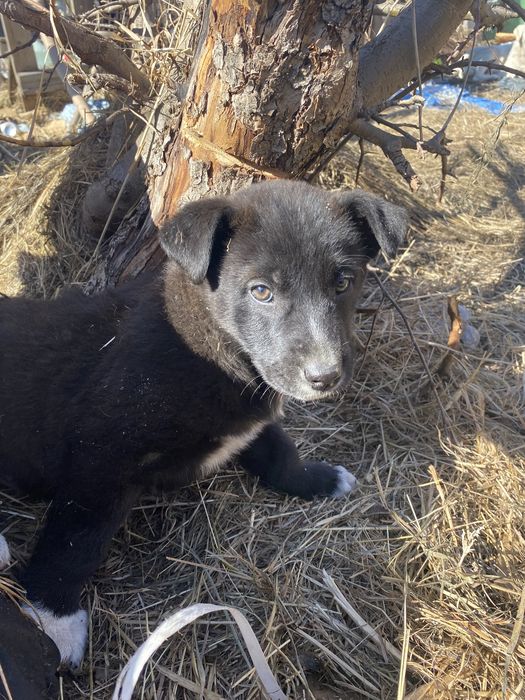 Отдам щенят в хорошие руки