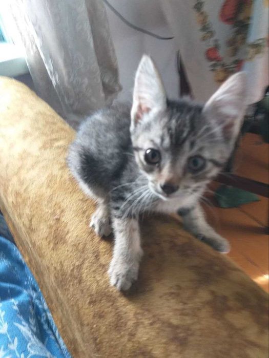 Котята в поисках друзей