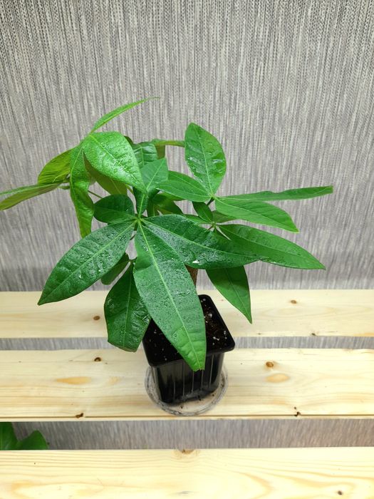 Продам Пахира Акватика