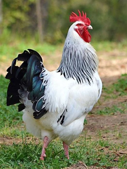 Адлер жужалари сотилади