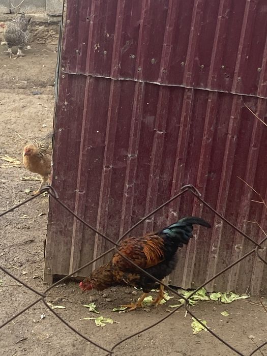 Қораз сатылады үйдікі