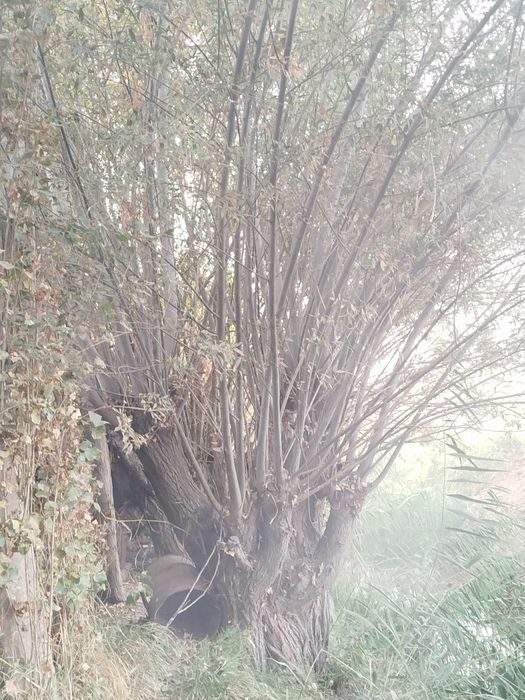 Толллар сотилади