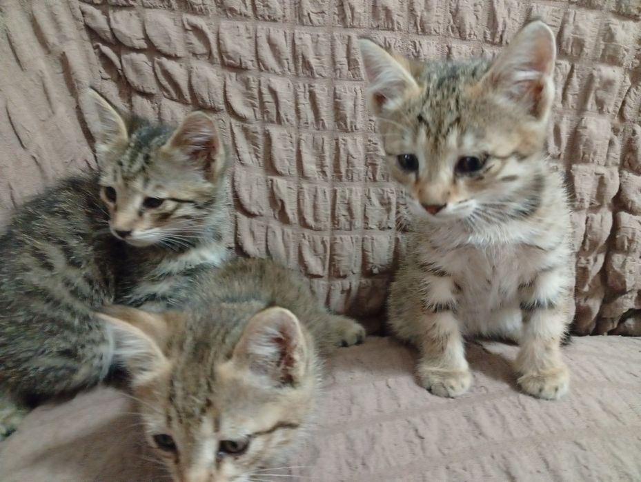 Отдам в хорошие руки котята