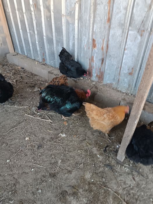 Инкубация жумыртқа