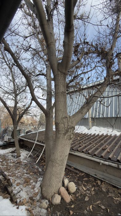 Продам орех под спил