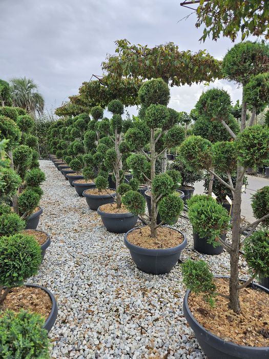 Cedru pendular. Pom pon. Toate dimensiunile