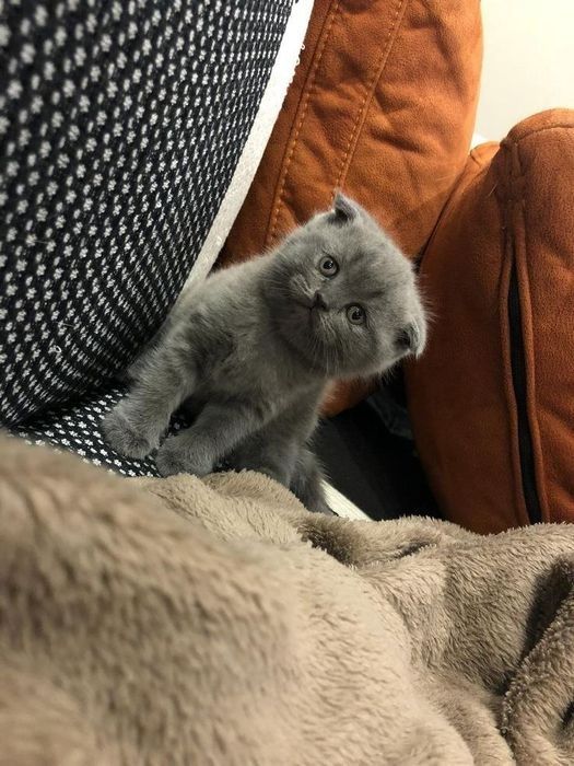 Вислоухие Британские котята
