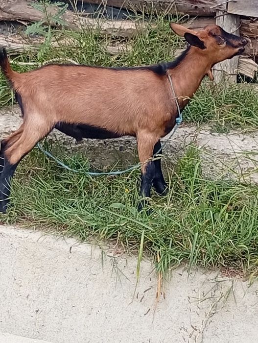 Vând capra alpina de lapte la prima fătare