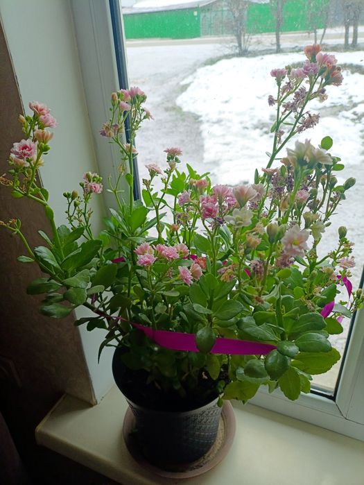 Цветы домашние Каланхоэ