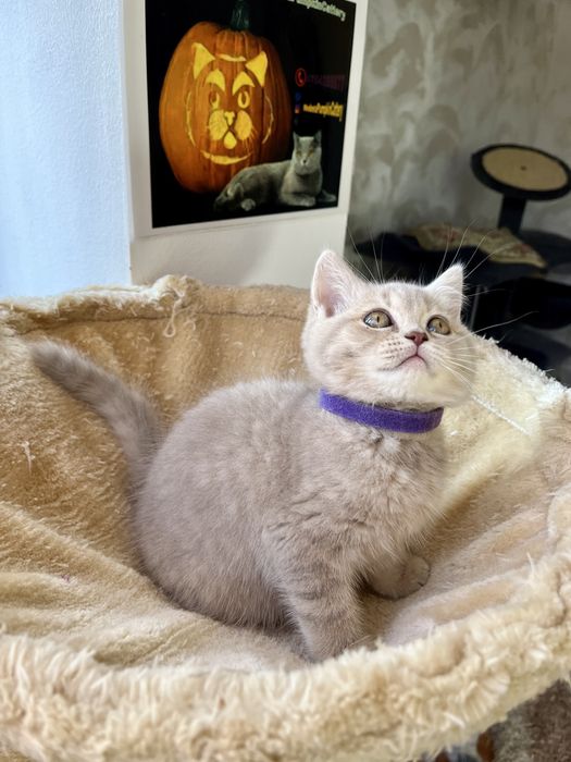 British shorthair liliac fetita