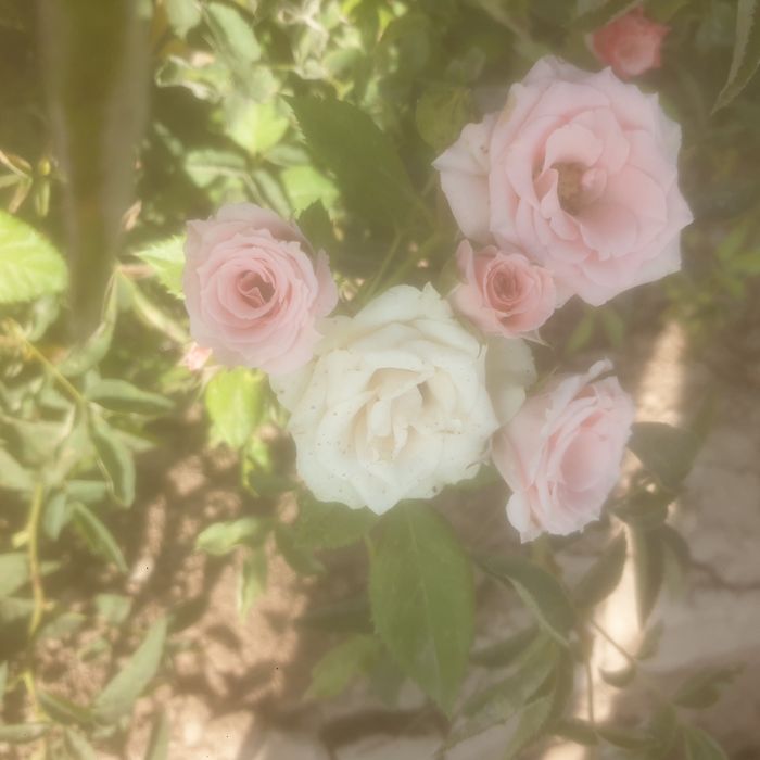 Atirgul kochat va kozlari