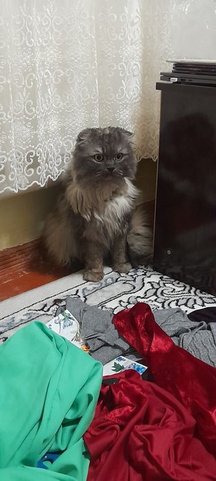 Mushuk sotiladi aqilli